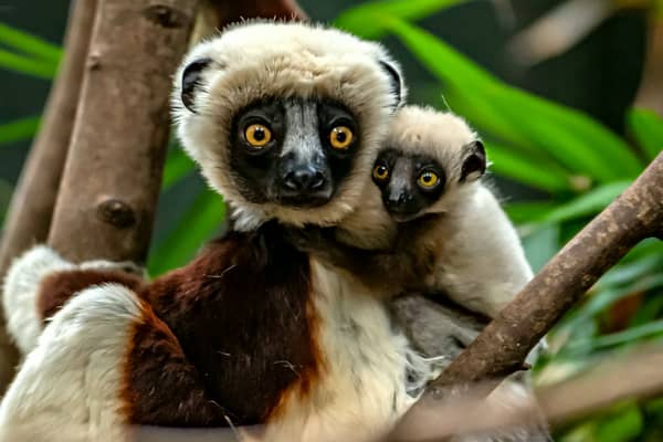 Dancing lemur: Chester Zoo breeds critically endangered Coquerel’s sifaka for the first time in Europe